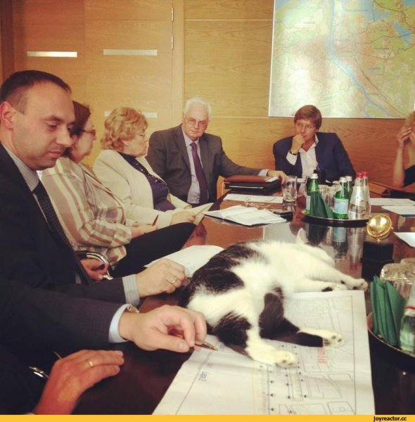 Совещание прикол