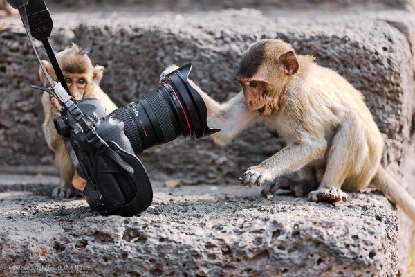 Обезьяна с фотиком