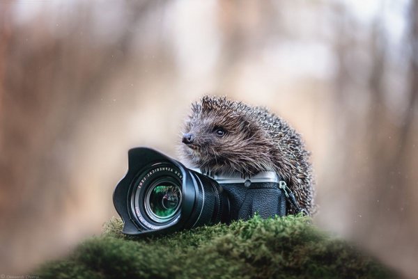 Ежик с фотоаппаратом