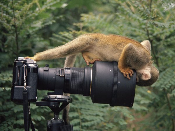 Животное с фотоаппаратом