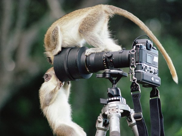 Обезьяна с фотоаппаратом