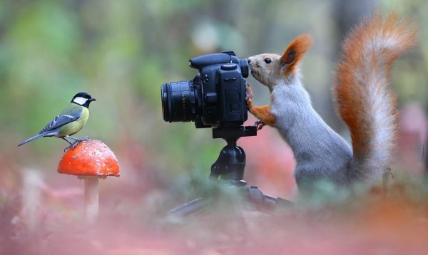 Животные с фотоаппаратом
