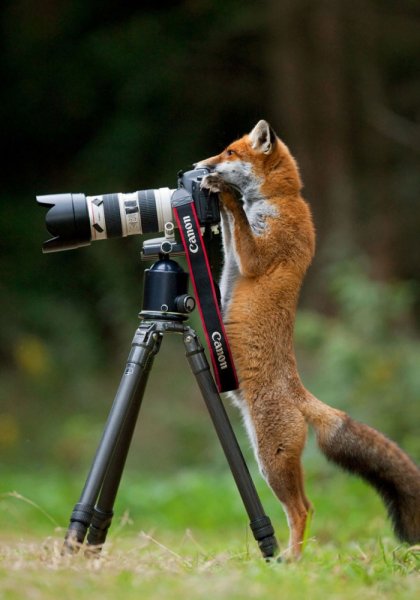 Животные с фотоаппаратом