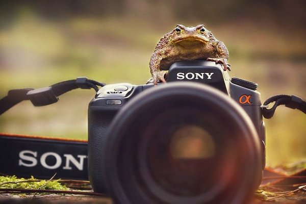 Лягушка с фотоаппаратом