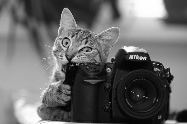 Фотоаппарат кошечка