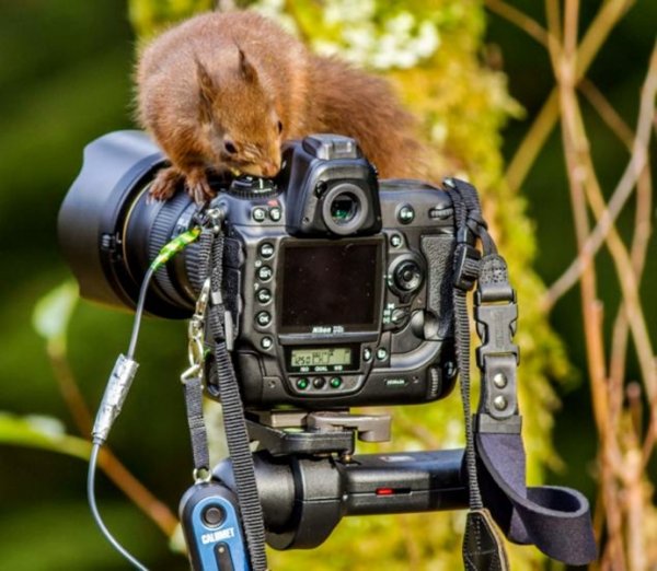 Смешной фотоаппарат