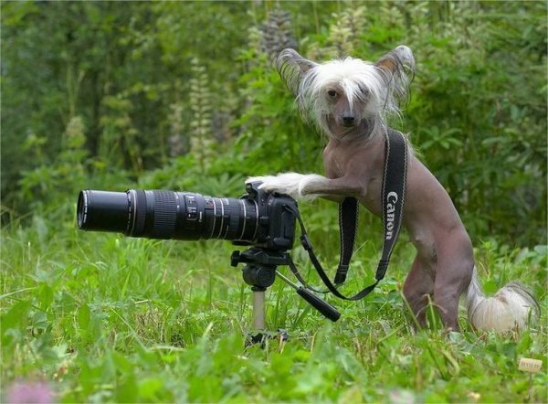 Собака с фотоаппаратом
