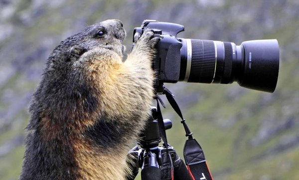 Животные с фотокамерой