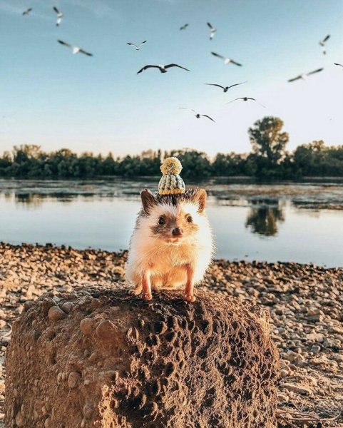 Душевные животные