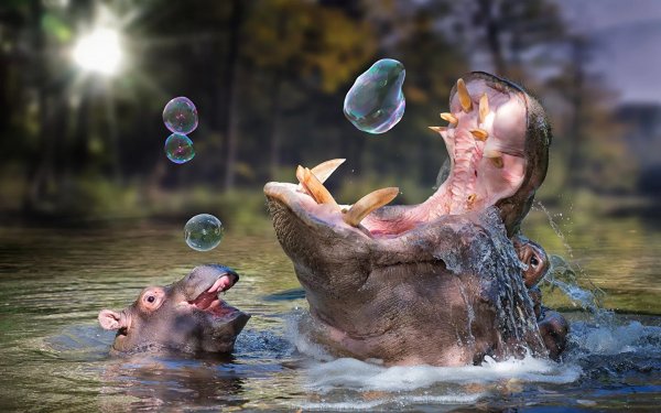 Бегемот пьет воду
