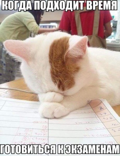 Смешной кот учеба