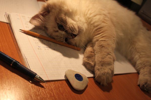 Котики и учеба