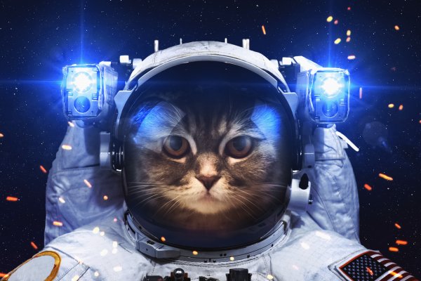 Кот космонавт