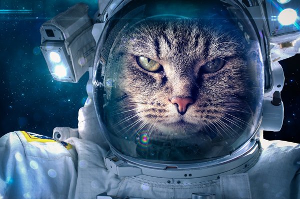 Кот космонавт