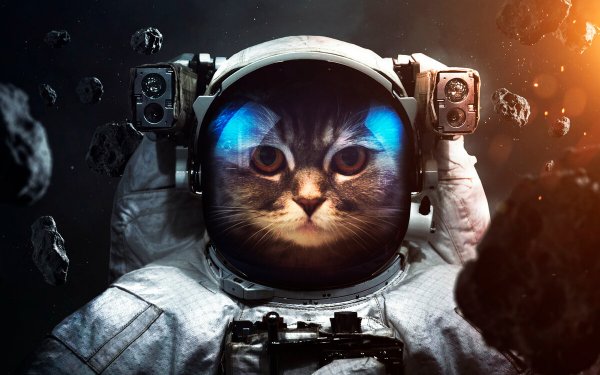 Космический кот