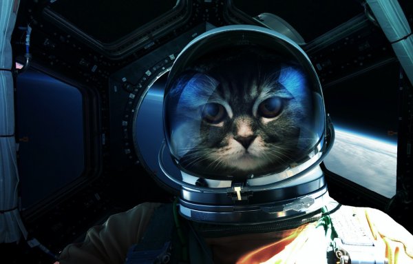 Космический кот