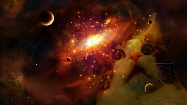 Кот на фоне космоса