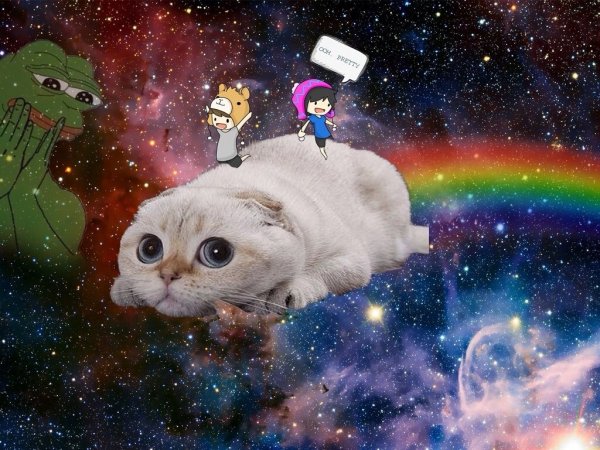 Котенок в космосе