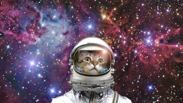 Кот в костюме Космонавта