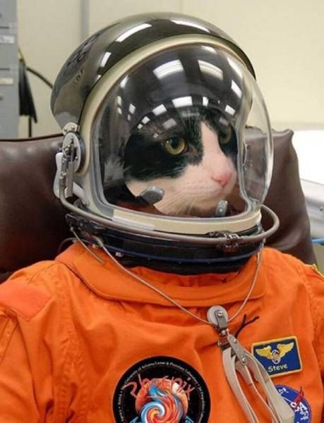 Коты в скафандрах