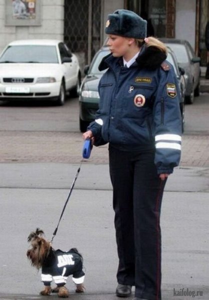 Полиция приколы