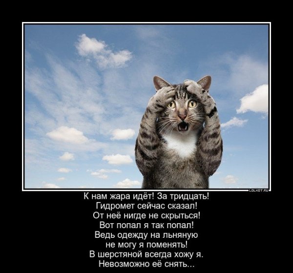 Хохлы дебилы