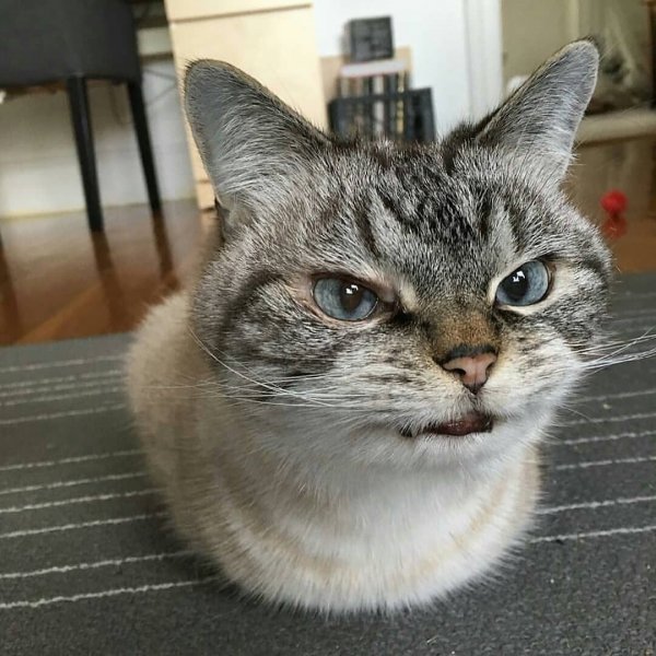 Кот с прищуренными глазами