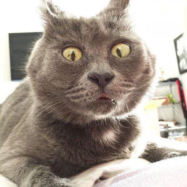 Удивленная морда кота