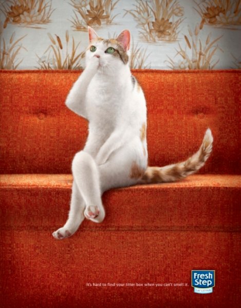 Кот в недоумении