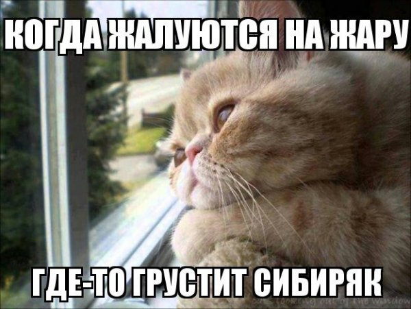 Приколы про жару