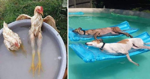 Приколы про жару