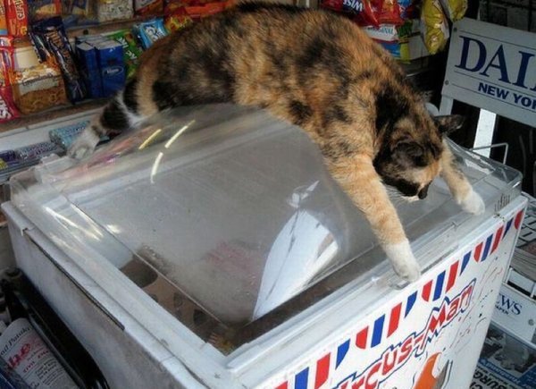 Кот спасается от жары