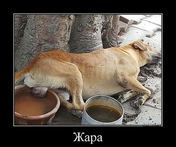 Демотиваторы про жару