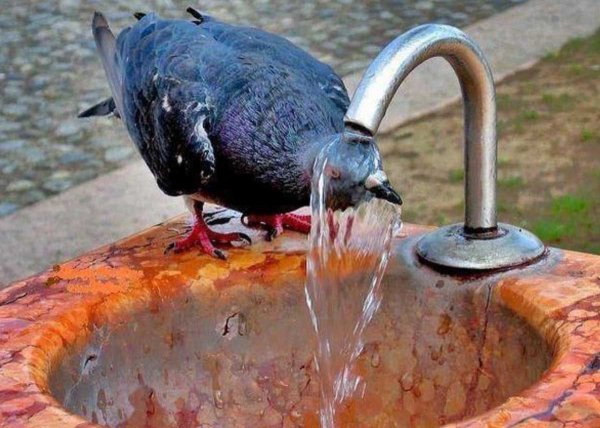 Голубь в воде