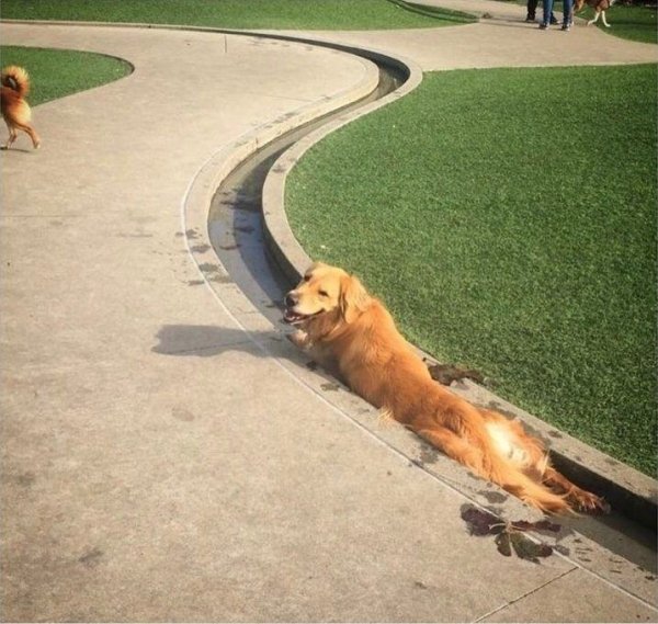 Приколы о жаре