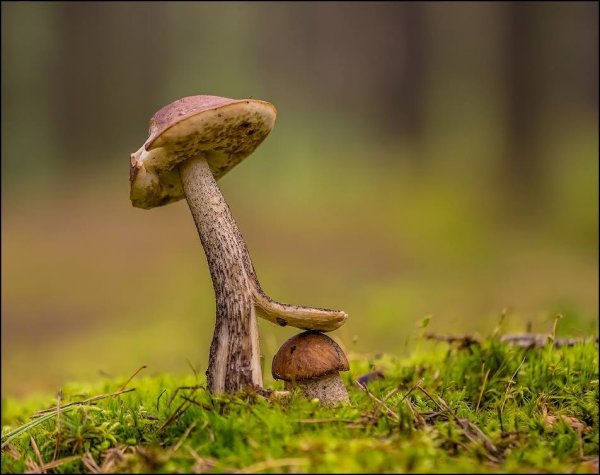 Смешные грибы