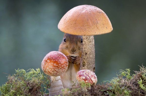 Белочка с грибами