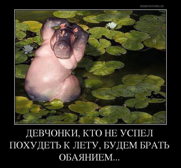 Мотиваторы для похудения смешные