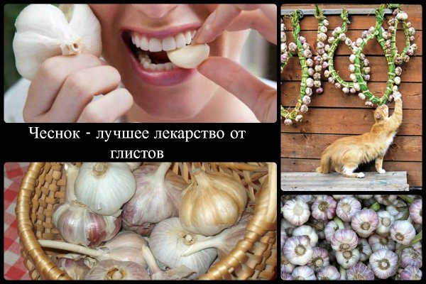 Чеснок от глистов и паразитов