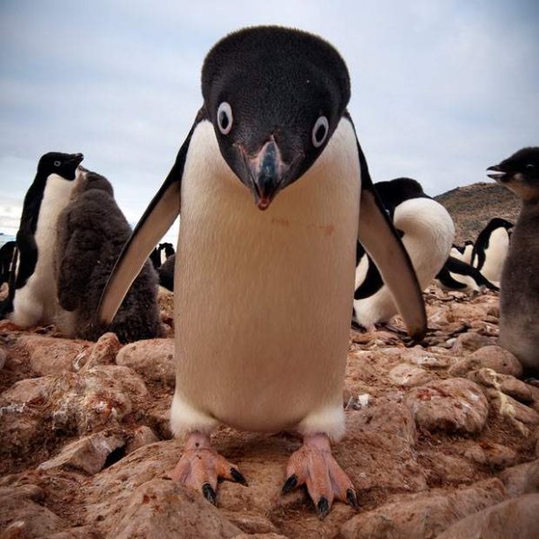 Прикольные картинки про пингвинов (50 фото)