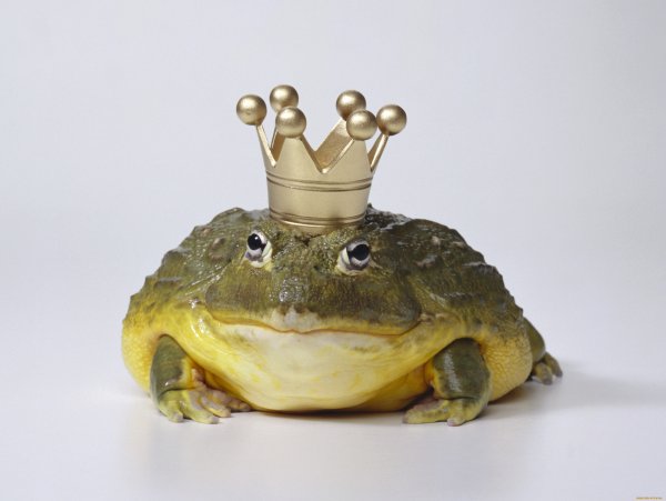 Лягушка с короной