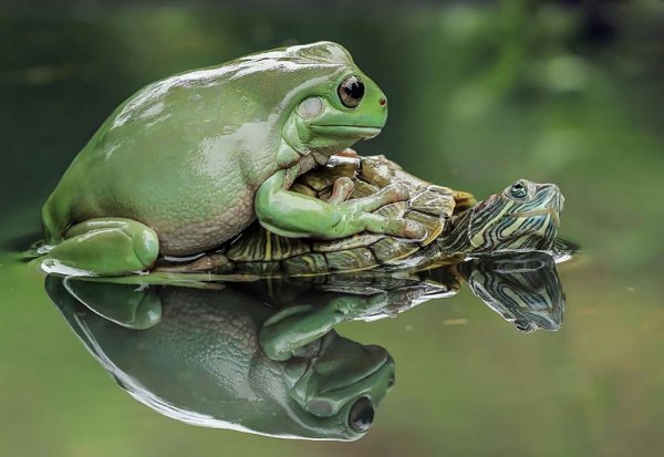 Танто Йенсен — индонезийский фотограф