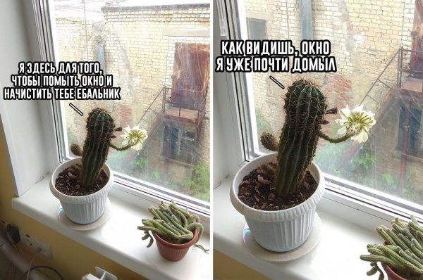 Я Кактус