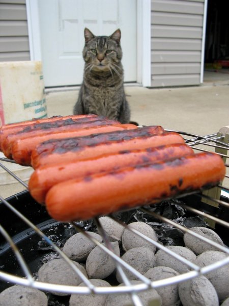 Кот с сосисками