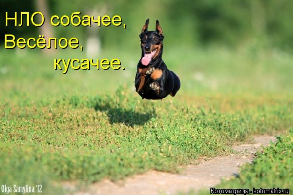 Прикольные картинки с собаками с надписями