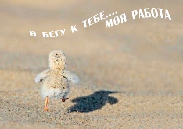 Я бегу к тебе моя работа