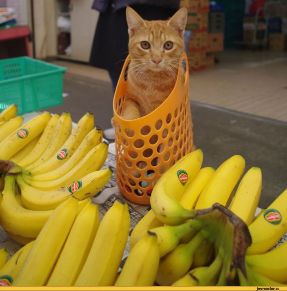 Кот с бананом