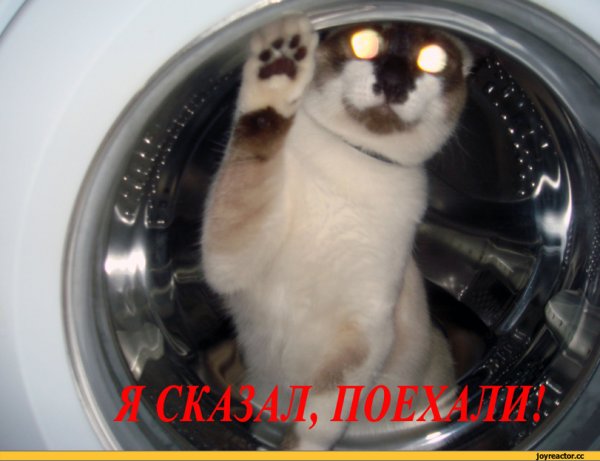 Кот в стиралке прикол