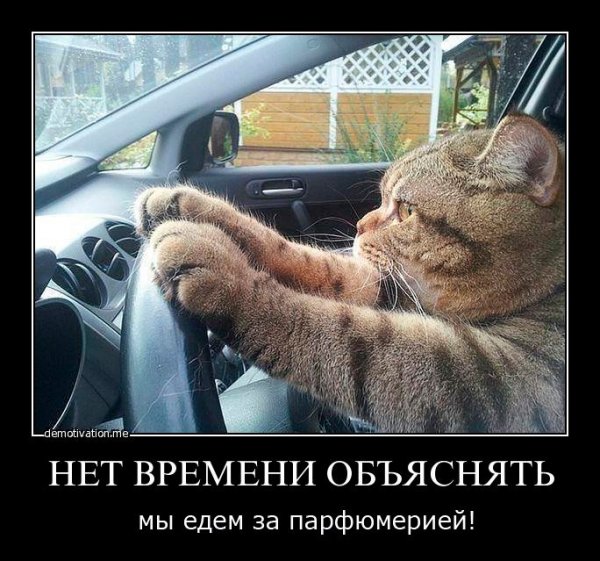 Дорогу покажешь