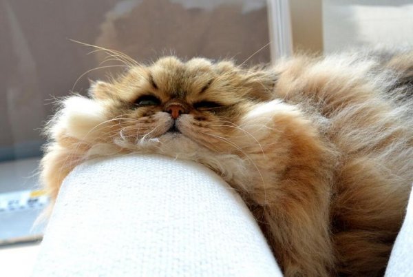 Кот растаял